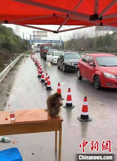 圖為桐鄉(xiāng)警方救下的獼猴。浙江警方 供圖