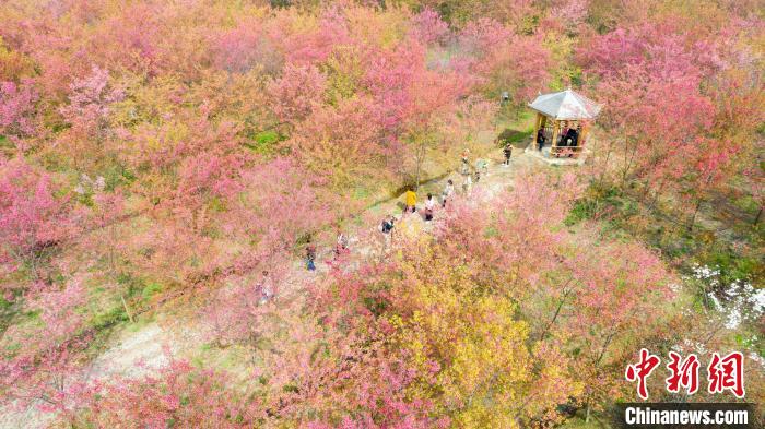 航拍安徽省長豐縣義井鄉(xiāng)櫻花園，30多萬株櫻花次第開放，游客在櫻花園中賞景。　高博 攝