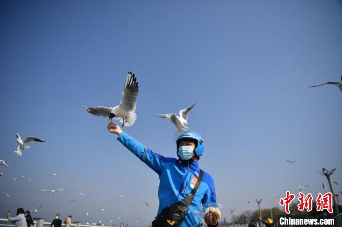 圖為外賣小哥投喂海鷗。劉冉陽 攝